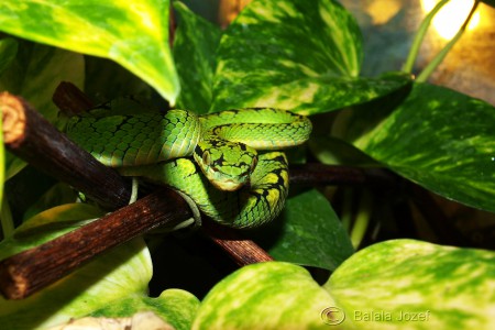 trimeresurus trigonocephalus 